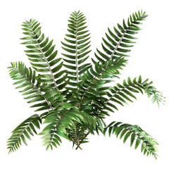 High-resolution image of a lush green tropical plant with detailed leaves, perfect for natural or botanical use.