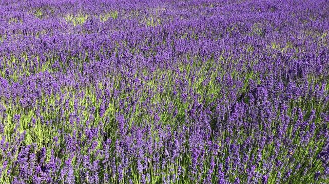 Close upf of purple lavender plants and flowers on a sunny day