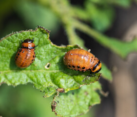 Colorado potato beetle on a green potato leaf.