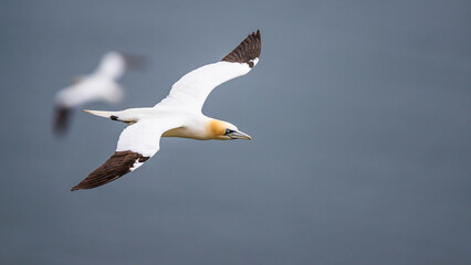 Northern Gannet, Morus bassanus, birds in flight over cliffs, Bempton Cliffs, North Yorkshire, England
