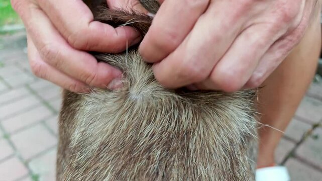 A man looks for ticks on a dog