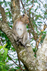 Macaca fascicularis (Monyet kra, kera ekor panjang, monyet ekor panjang, long-tailed macaque, monyet pemakan kepiting, crab-eating monkey) on the tree.
