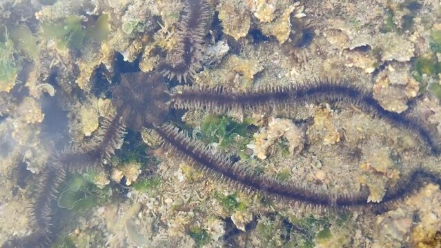 starfish in the sea