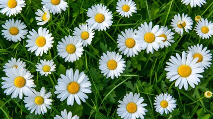Field full of blooming daisies in the summer