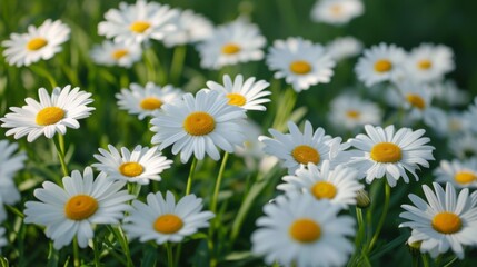 Fototapeta premium Field full of blooming daisies in the summer