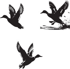 silhouettes of birds