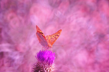 A mother-of-pearl butterfly on a flower. Beautiful bright background.