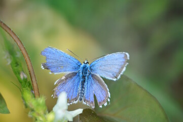 A beautiful pigeon butterfly with outstretched wings. Insects in nature.