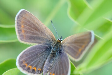 A beautiful little butterfly on a green background. The pigeon is brown. Beauty is in nature.