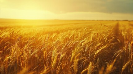 Obraz premium Golden wheat field glowing under the warm sunlight at sunset, showcasing the beauty of nature and agriculture.