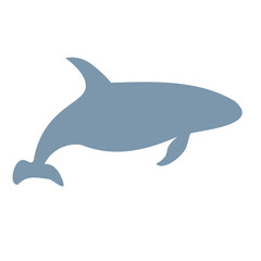A gray killer whale or orca swimming in the ocean