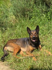 Malinois 2