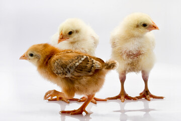 Cute little chicken isolated on white background 