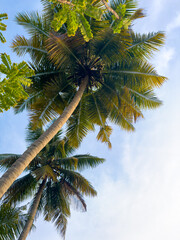 Fototapeta premium Coconut trees and greenery along the kochi backwaters in the indian state of Kerala. Kochi (also known as Cochin) is a coastal city with lot of backwaters area.