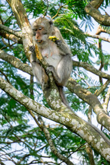 Macaca fascicularis (Monyet kra, kera ekor panjang, monyet ekor panjang, long-tailed macaque, monyet pemakan kepiting, crab-eating monkey) on the tree.