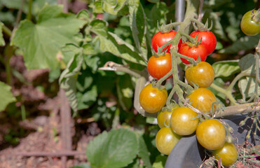 Ripe green and red tomatoes hanging in the garden.
