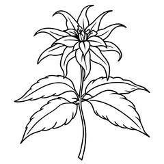 Plants with flower coloring pages. Flower outline