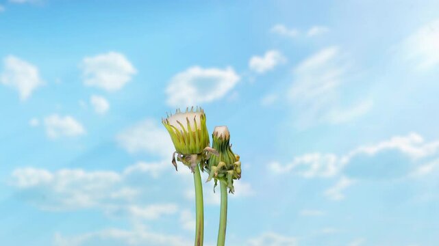 Two Dandelions Blooming Against Blue Sky, Symbolizing Love Over Time, time laps