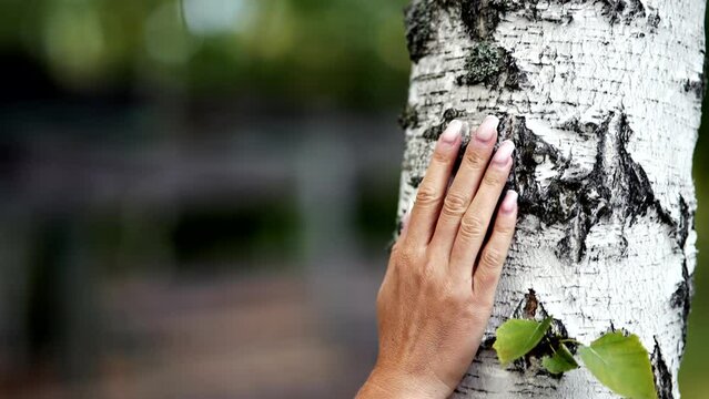 Woman's hand gently caresses bark of birch tree