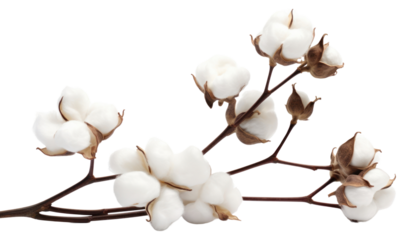PNG  Cotton branch flower cotton white.
