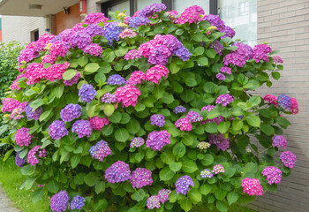 Hydrangea flowering plant multi colored flowers.