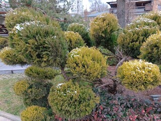 A coniferous decorative tree covered with frost.