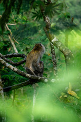 Macaca fascicularis (Monyet kra, kera ekor panjang, monyet ekor panjang, long-tailed macaque, monyet pemakan kepiting, crab-eating monkey) on the tree.