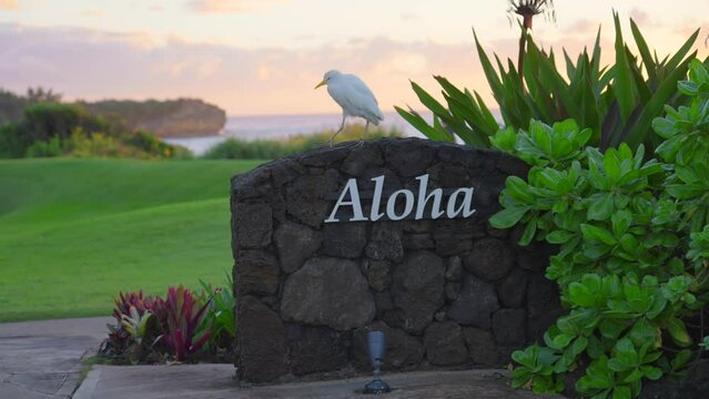 Aloha sign in Hawaii. Ocean in background. Sunny sunrise or sunset sky. ALOHA Summer vacation dream trip adventure concept. Travel and tourism. white cattle egret walking on rocks