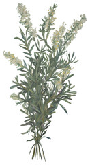 Fototapeta premium PNG Rosemary bouquet flower painting plant.