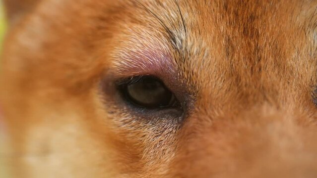 Swollen dog eye due to mosquito bite leads to discomfort. Pet with allergic reaction causing eye to swell requiring veterinary attention