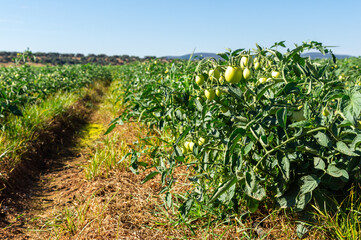 Tomato Plantation with Green Tomatoes in Development.