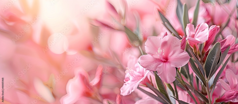 Aufkleber unblown bud pink oleander in a background of blossoming flower pastel background. with copy space im