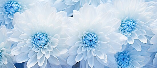 Close-up of white chrysanthemums with blue color accents showing details, perfect for a copy space image.