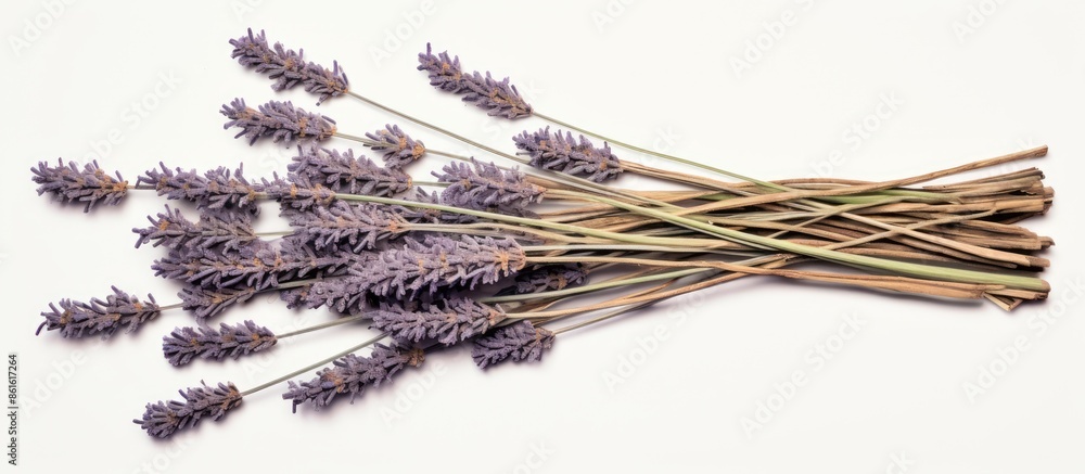 Poster a cluster of dried lavender on a blank surface with room for text or graphics. top-down perspective 