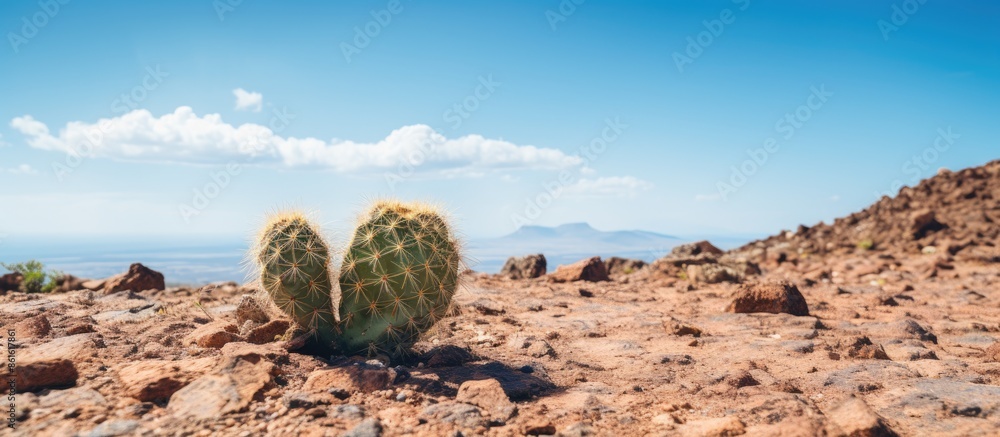 Poster cactus on arid terrain with copy space image.