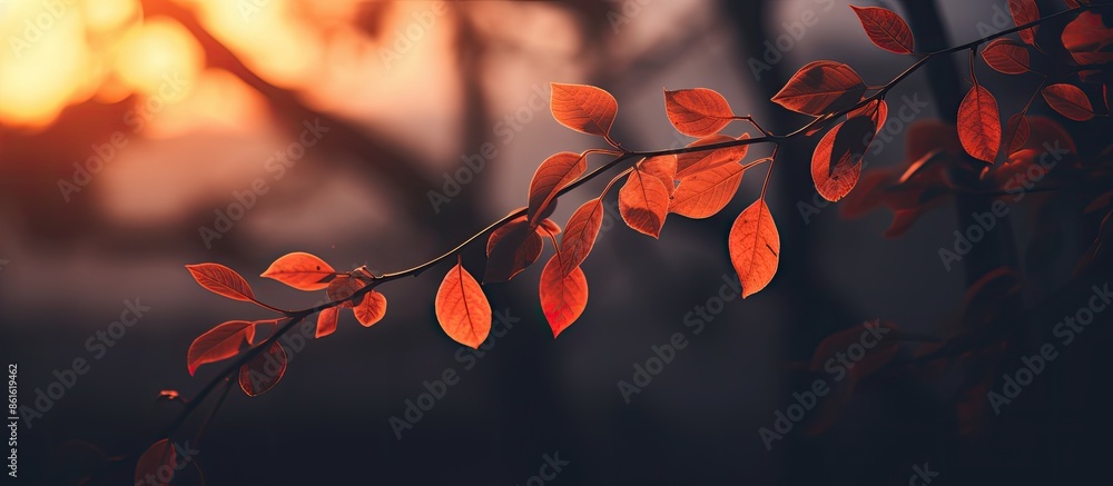 Poster sunset illuminating leaves on a nightly natural backdrop with copy space image.