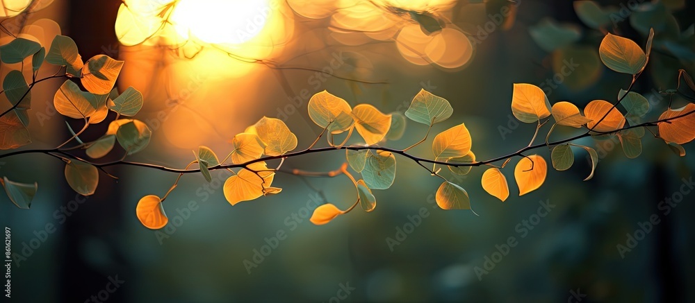 Poster sunset illuminating leaves on a nightly natural backdrop with copy space image.