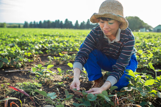 Asian Woman Harvesting  Soy Crops in Field