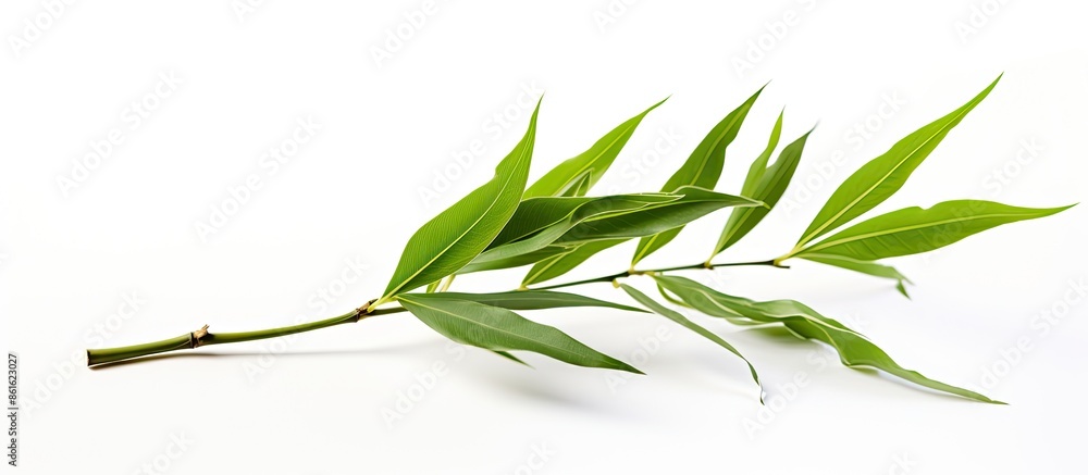 Aufkleber isolated bamboo leaf on white background to focus on the subject with copy space image.