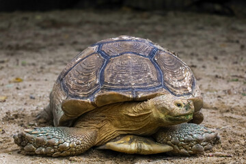 Close up head Sulcata tortoise in the garden at thailand