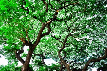 A tree with green leaves and a brown trunk