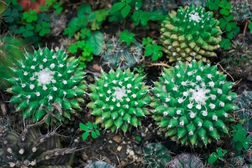 Three small green cacti with white spots on them