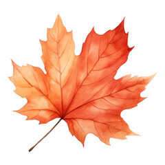 Obraz premium PNG Leaf maple plant tree.