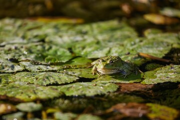 Marsh Frog Breathing