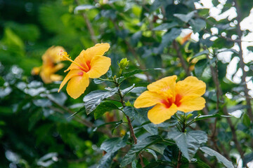 Yellow hibiscus flower in a garden in Rio de Janeiro,.