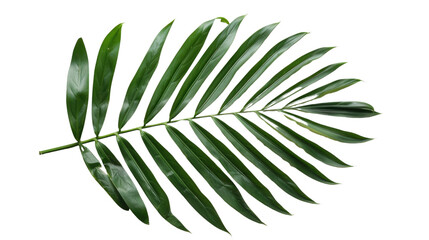 Green areca palm leaf , transparent background PNG