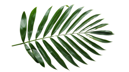 Green areca palm leaf , transparent background PNG