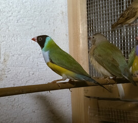 Gouldian finch; male in 3 colours on a perch, close-up