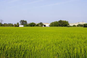 Green rice meadow field in the countryside
