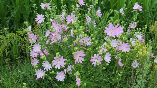 Pale pink flowers of lavatera thuringiaca are blooming in the garden on a summer day